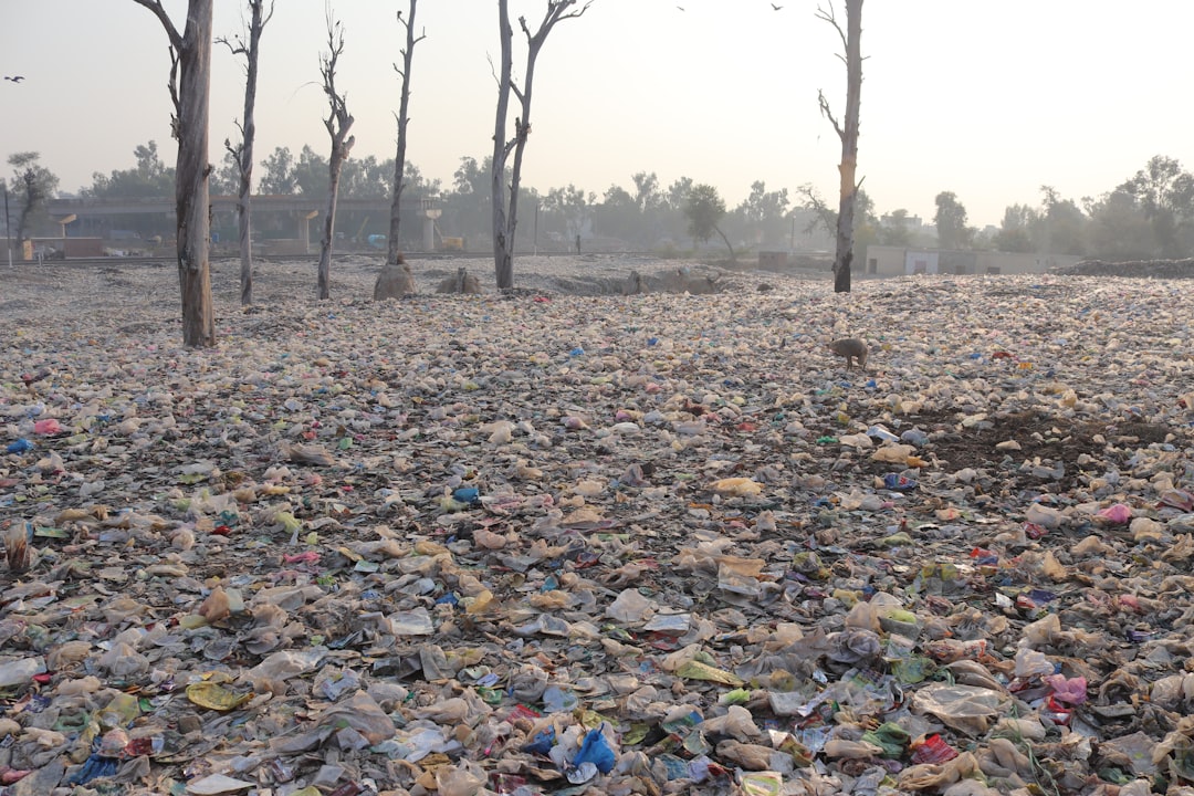 brown bare trees on brown field during daytime | The National Recycling Corporation